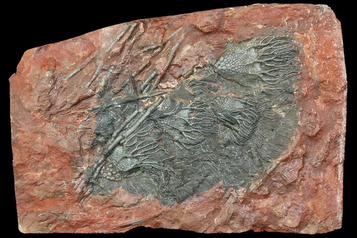Silurian Fossil Crinoid (Scyphocrinites) Plate - Morocco #118526